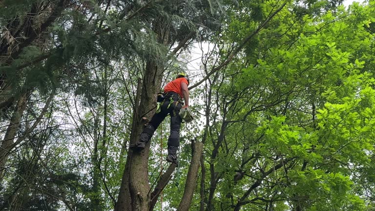 Best Leaf Removal  in Jenison, MI